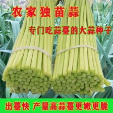 平邑蒜苔，优质蒜苔，产地货源，可代发货全国各地批发市场，