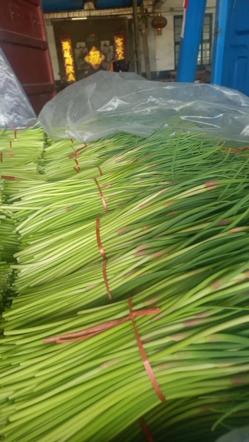 平邑蒜苔，优质蒜苔，产地货源，可代发货全国各地批发市场，