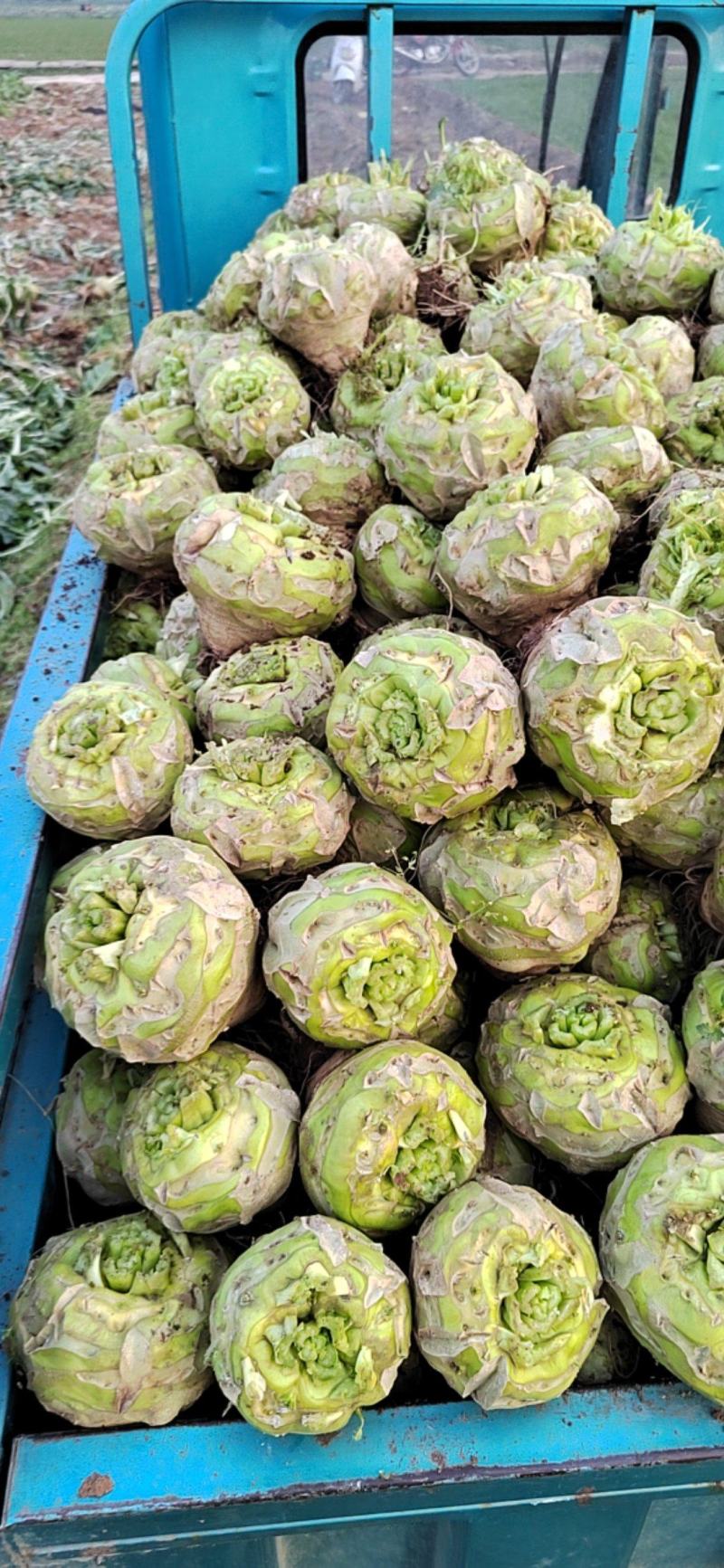 芥菜疙瘩万亩基地质量保证诚信商家发全国酱菜厂用