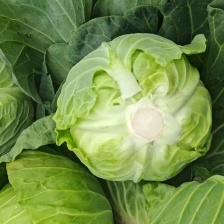 甘蓝 扁包菜 现坎现发 一手货源 产地直供 欢迎咨询