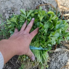 精品<font color=red>香菜</font>