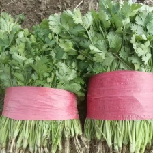精品香菜