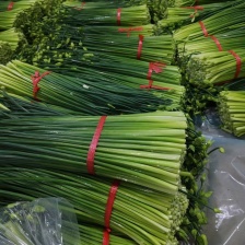 云南新鲜@精品韭菜苔，常年有货，货源稳定无中间商
