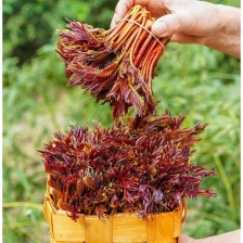 阳山志宸蔬菜种植专业合作社