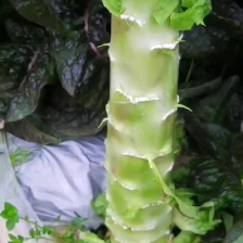 【甄选】三青莴笋 红叶莴笋 不空心不脱节不起薹，代发全国
