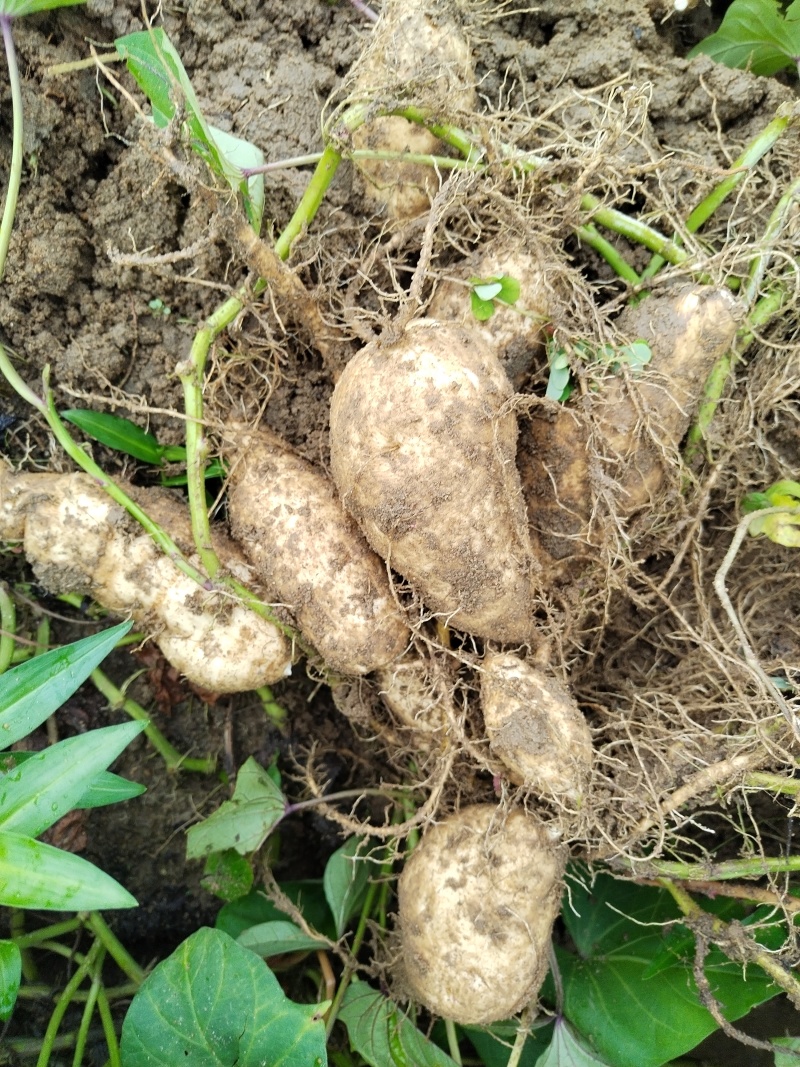 新鲜番薯 现挖白皮牛奶人参薯  香甜软糯 欢迎咨询联系