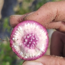 新鲜番薯 现挖白皮牛奶人参薯  香甜软糯 欢迎咨询联系