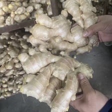 【精品老姜】发往电商/商超/市场山东生姜一手货源全国发货