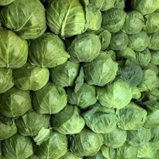 山东中甘系列甘蓝，产地批发，肉质翠绿，松散度嫩可视频看货