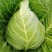 山东中甘系列甘蓝，产地批发，肉质翠绿，松散度嫩可视频看货
