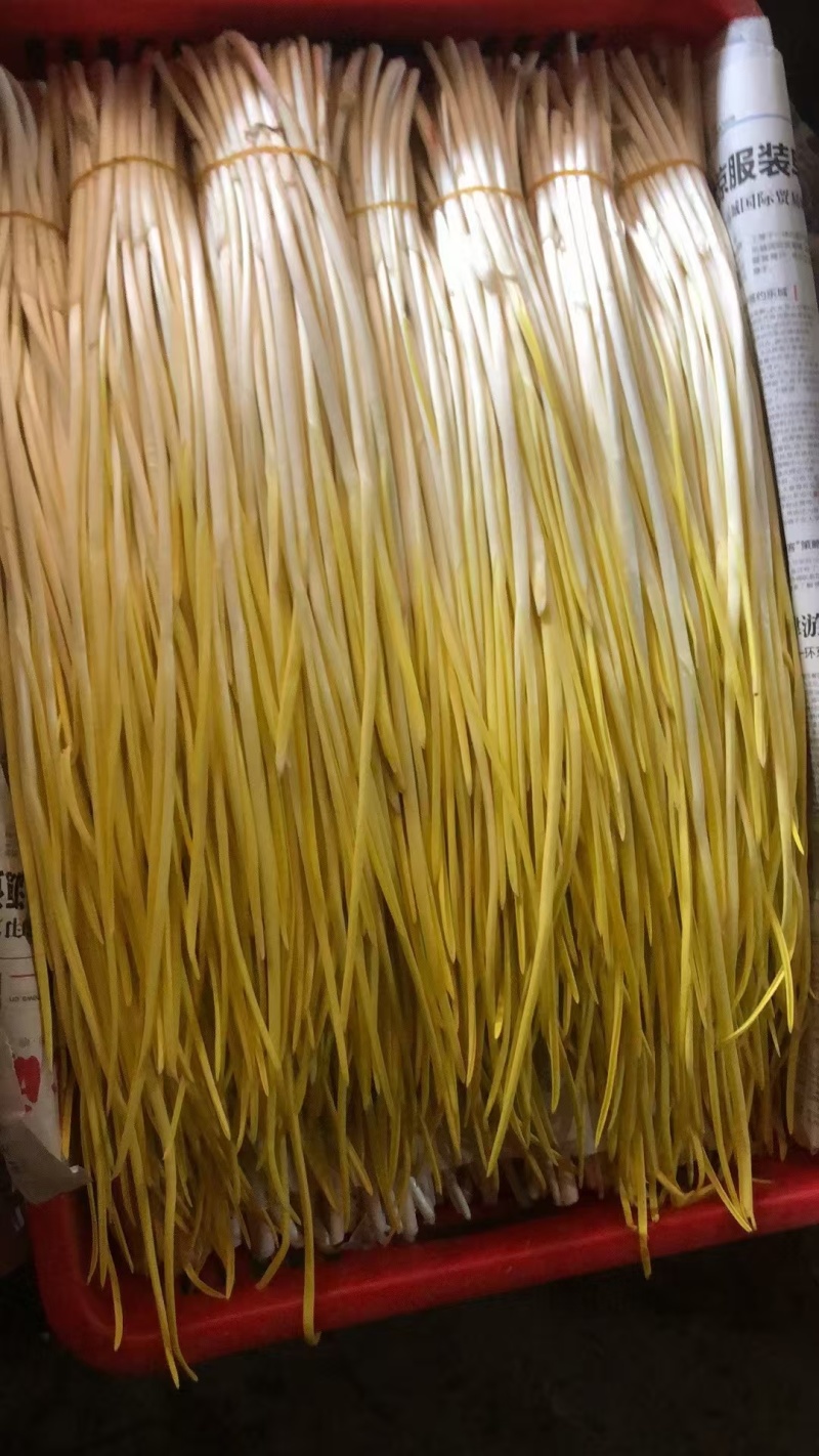 蒜黄 唐山蒜黄 常年供应 对接全国市场 电商 商超