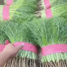 河北茴香大量供应，割拔都行，带根不带根都行，需要联系我