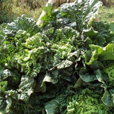 河北，秋绿六零白菜  一手货源 量大从优