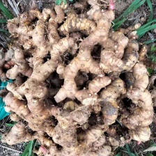 小毕南姜种植基地