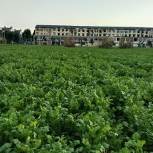 海南精品大叶<font color=red>香菜</font>