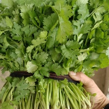 海南精品大叶香菜