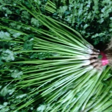 海南精品大叶香菜