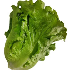 生菜结球生菜球圆生菜汉堡**生菜支持代发量大优惠