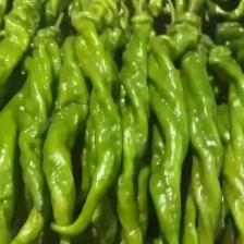 山东芜湖椒大量供应中对接市场档口商超一条龙服务欢迎来电