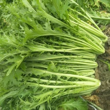 湖北金银岛农业开发有限公司