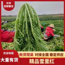 湖北钟祥雪里红基地直发供应电商，市场，酱菜厂大量供应