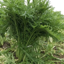 湖北钟祥雪里红基地直发供应电商，市场，酱菜厂大量供应