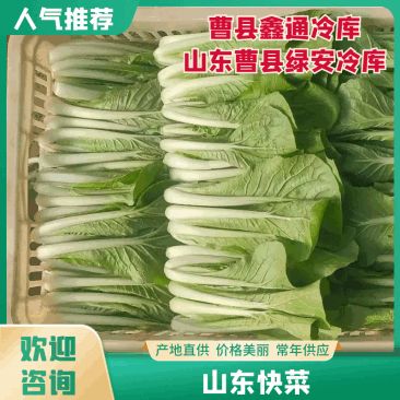 山东快菜 菏泽曹县蔬菜基地常年供应，价格美丽可谈，欢迎来电