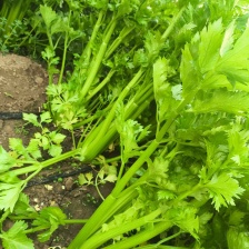 大棚<font color=red>芹菜</font>，毛芹大量上市，一手货源，质