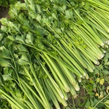 大棚芹菜，毛芹大量上市，一手货源，质量保证，欢迎采购。