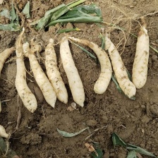 竹薯竹竽冬粉薯产地直发