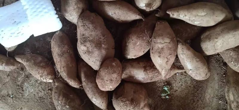 雪莲果社区团购，一件代发大量发货，当天订单次日发货