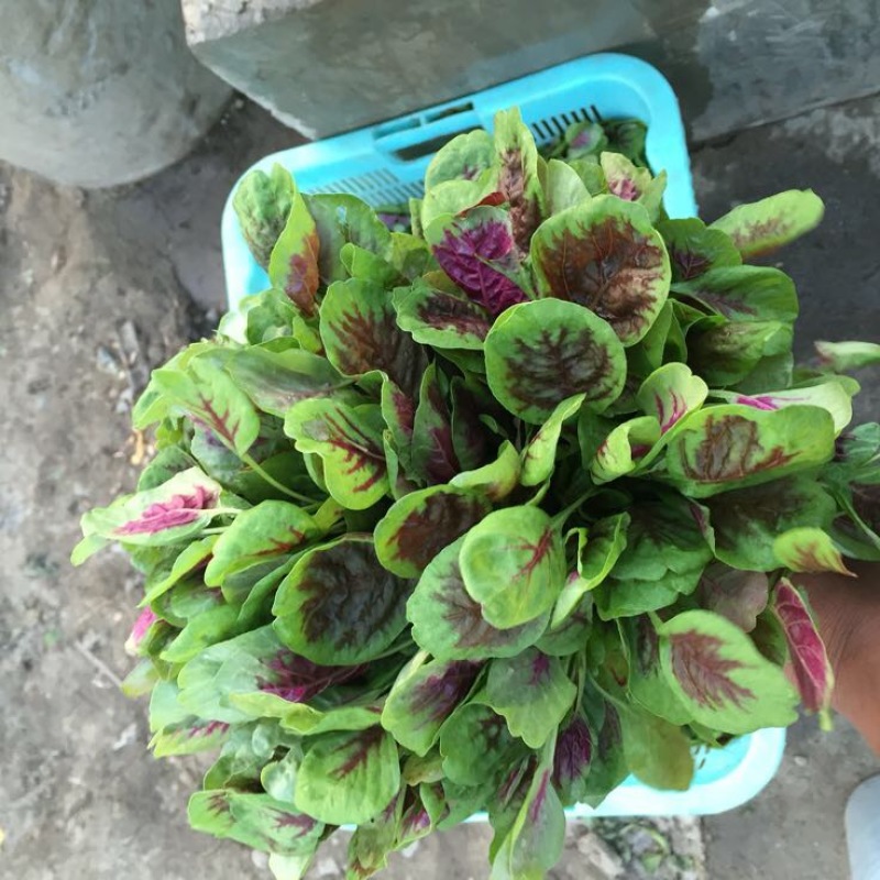 正品保障苋菜应季供应量大从优