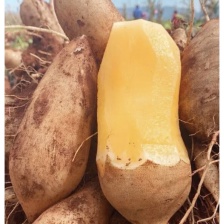 云南天山雪莲果（支持一件代发，整车走，产地直发）