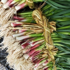 山东水洗精品蒜苗 大量供应 对接市场商超