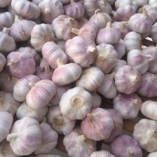 独头蒜 5cm~5.5cm 干蒜