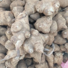 河北省万亩白皮洋姜等你来，菊芋