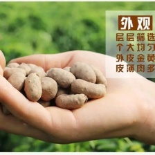 【精品】广西贺州小叶红皮淮山药-产地直发-量大从优-优惠