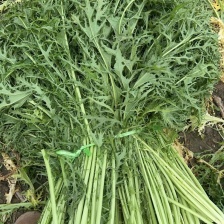 雪里红  价格优惠 保质保量 详情欢迎电话联系