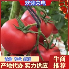 <font color=red>西红柿</font>上市了！欢迎全国各地朋友前来采