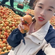 西红柿上市了！欢迎全国各地朋友前来采购！