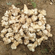 优质菊芋 货源充足，需要的朋友与我联系，愿合作共赢