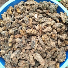 优质菊芋 货源充足，需要的朋友与我联系，愿合作共赢