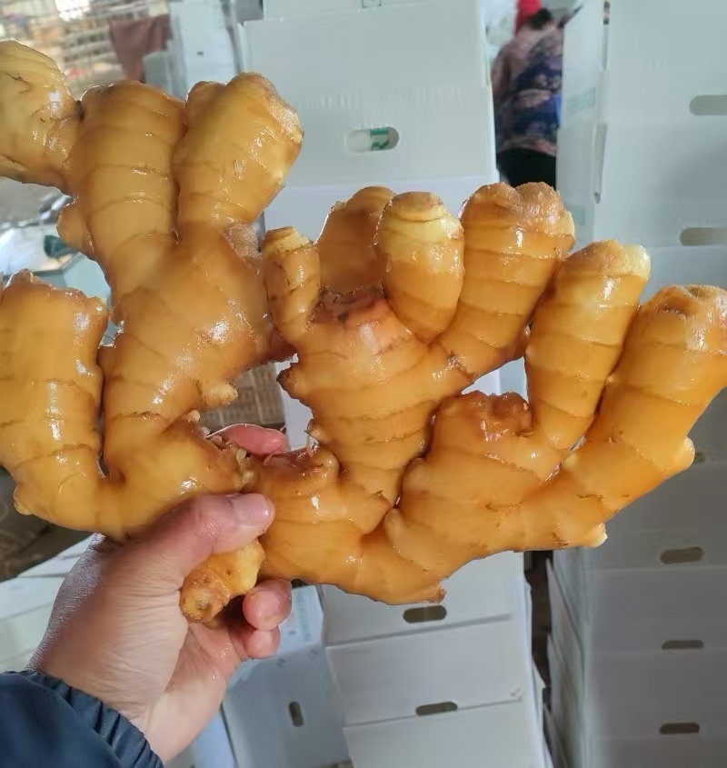 山东大黄姜 基地现货 坏烂包赔 质量