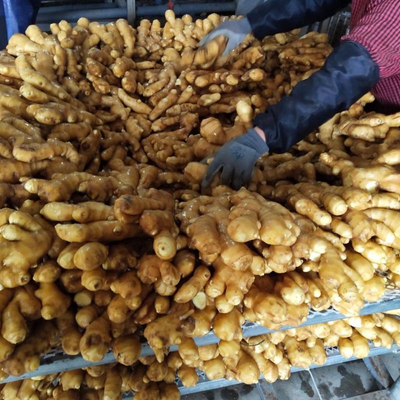 山东大黄姜 基地现货 坏烂包赔 质量保证 可全国发货