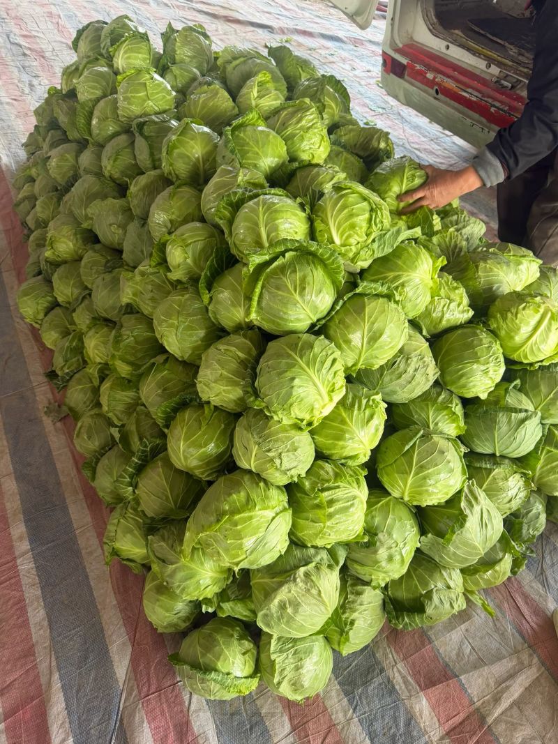 产地甘蓝，海量货源，可以提供各种包装，代发全国各地