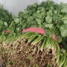 唐山中叶铁杆青香菜 货源充足 品质保证 欢迎各大老板采购咨询