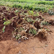 竹薯，冬粉薯，特色食材，生态健康！别名:冬粉薯