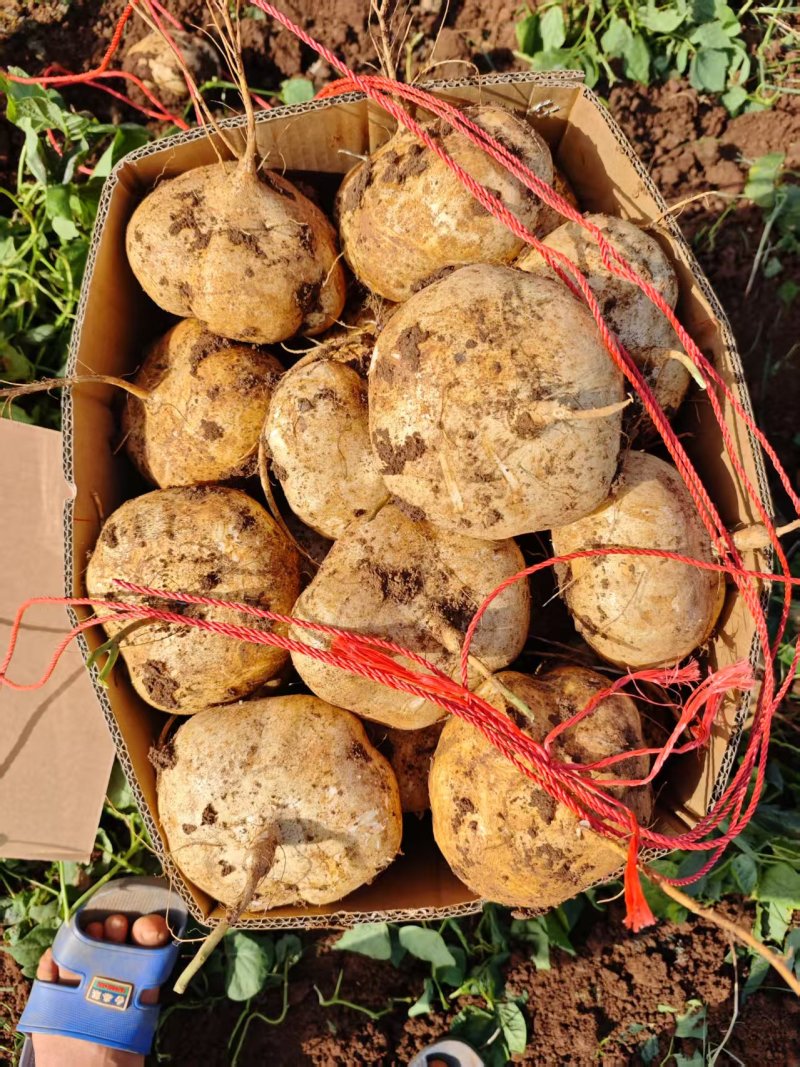 广东凉薯，豆薯，清甜可口，产地直发，规格齐全，品质保证