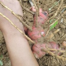 大量供应野山姜