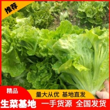江苏意大利生菜 蔬菜基地直发 对接电商 商超 市场 食堂